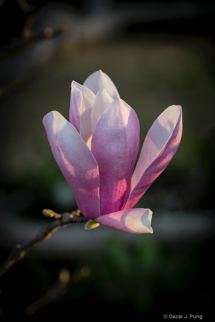 Oriental Magnolia at Sunrise