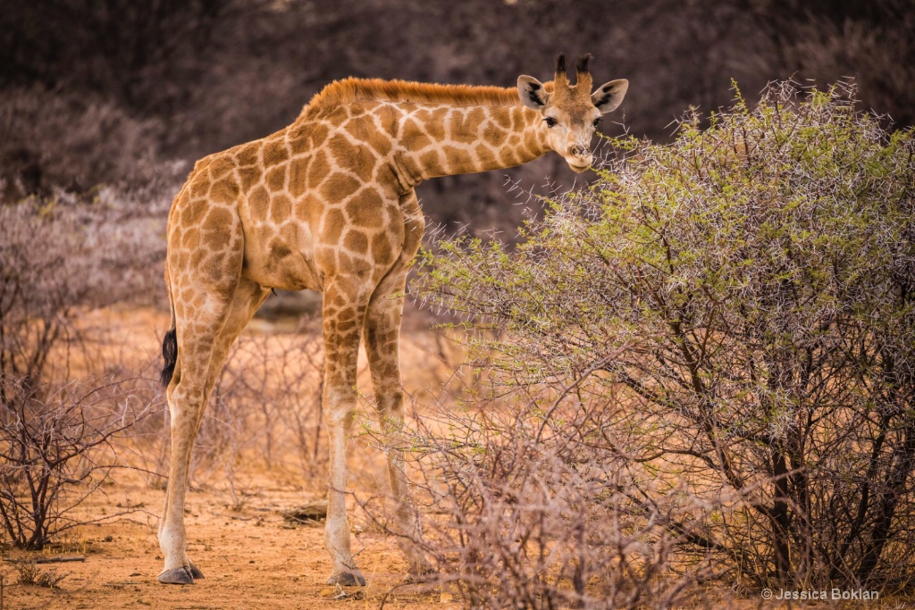 Baby Giraffe - ID: 15310883 © Jessica Boklan