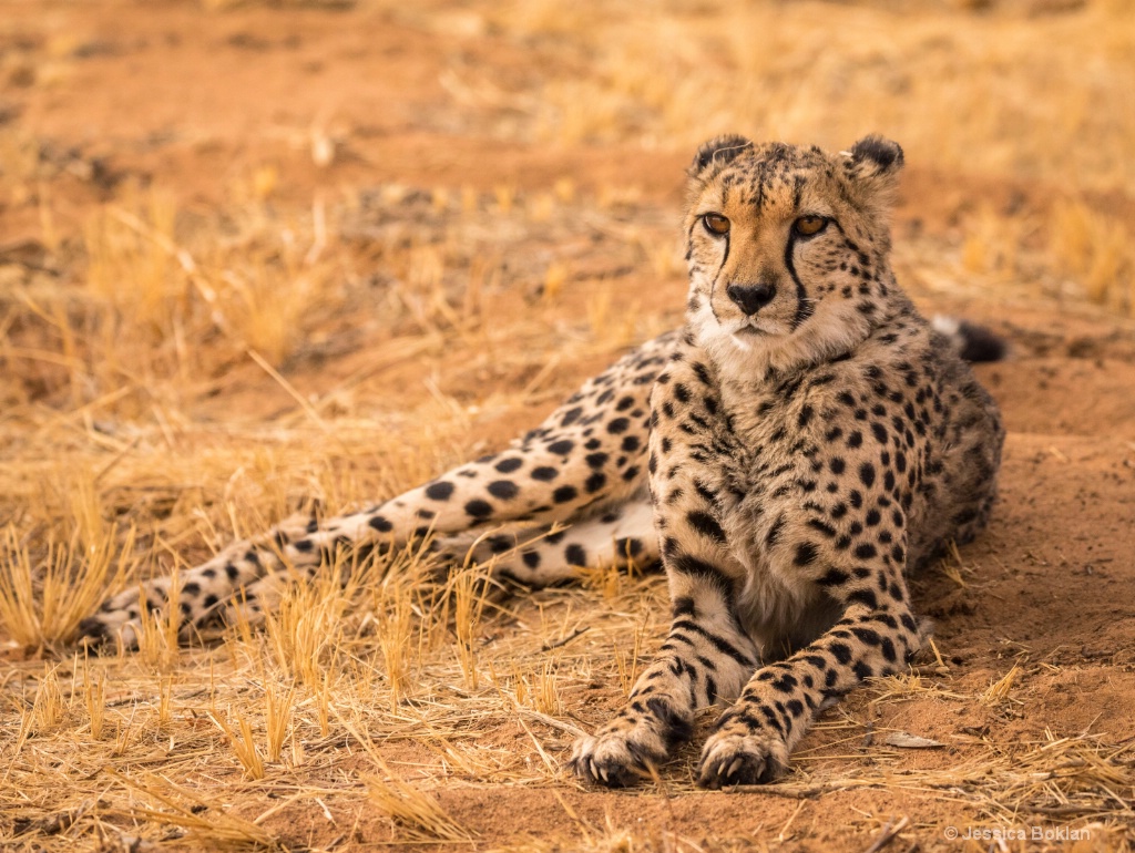 Resting Cheetah - ID: 15310886 © Jessica Boklan