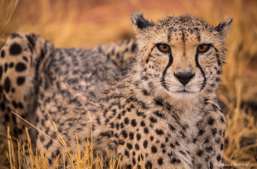 Cheetah - ID: 15310892 © Jessica Boklan