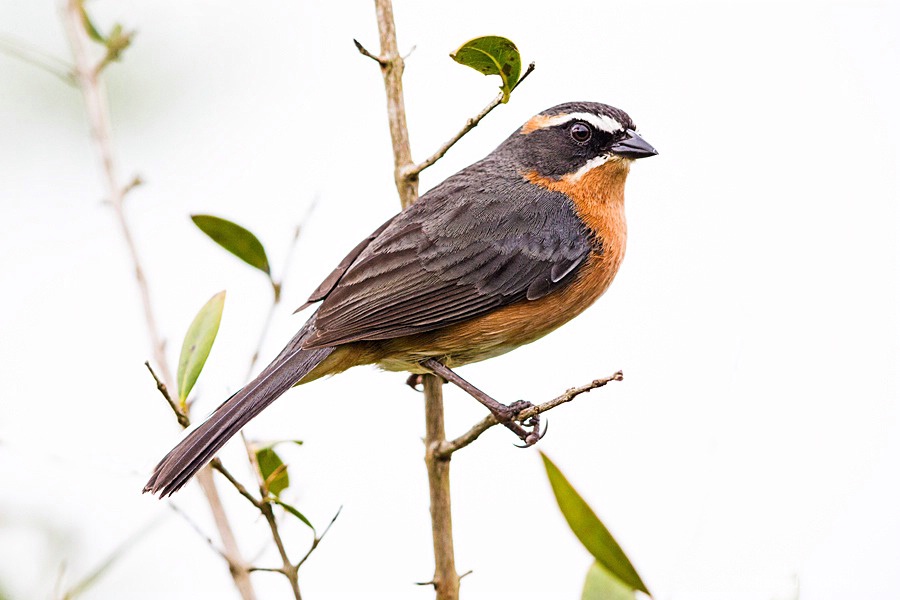 Black-and-rufous Warbling-Finch   H2U4961  - ID: 15311149 © William J. Pohley