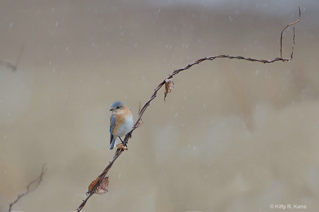 Bluebird in the Rain in Valley Forge Today 