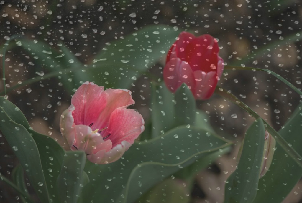 Tulips and Rain