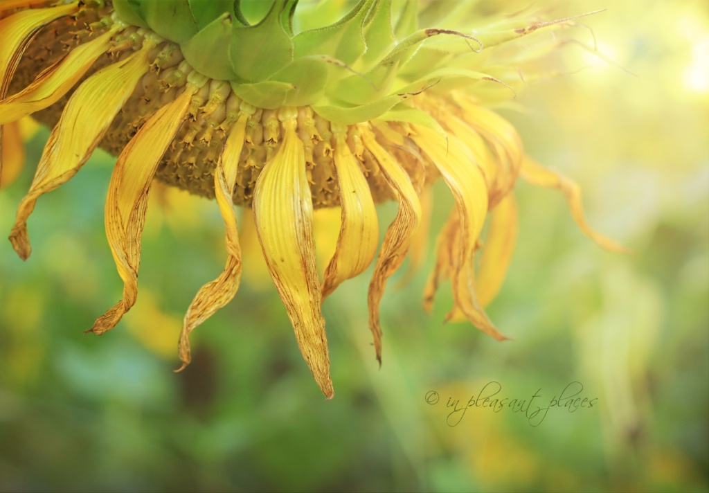 Crowning Autumn