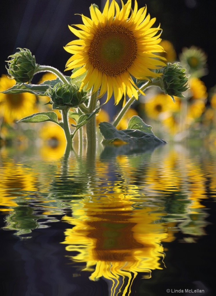 Sunflower Reflected
