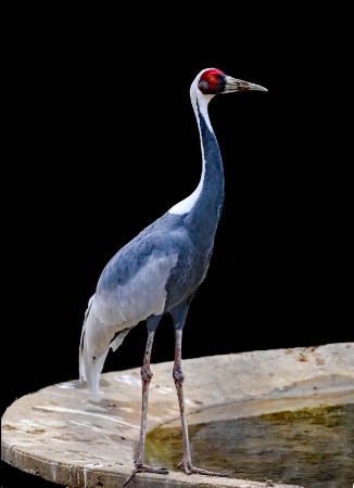 White-Naped Crane 