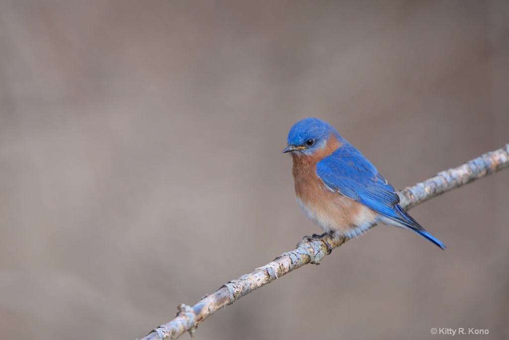Bluebird on a Branch 