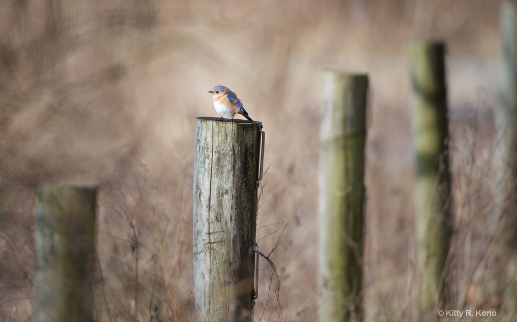 Bluebird on a Pole