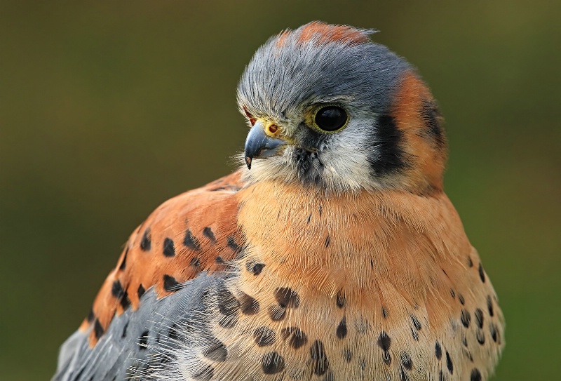 American Kestral