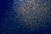 Swarm