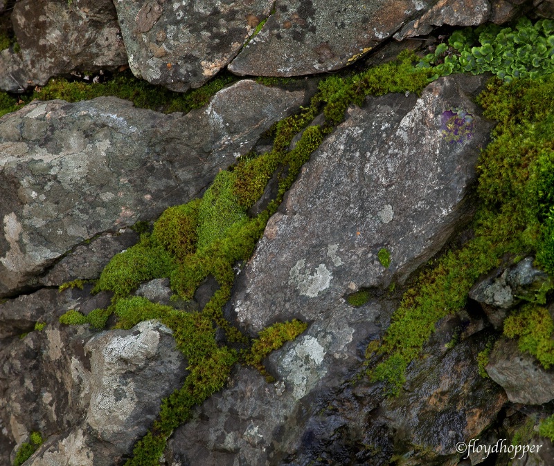 Lichen and Moss Detail