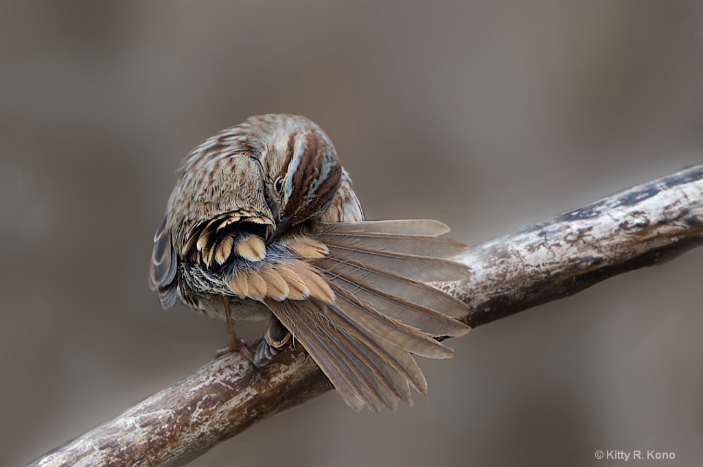 The Tail of the Song Sparrow