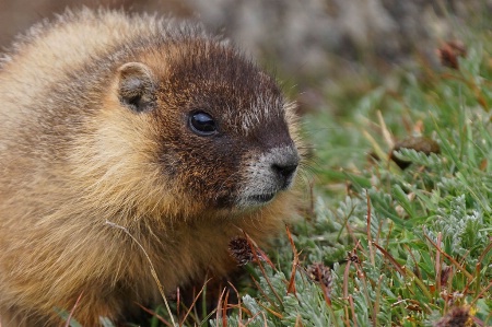 Closeup Marmot Babe