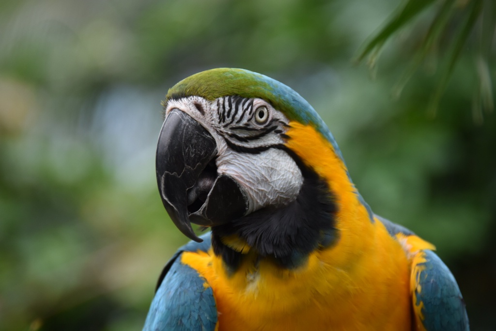 Pretty Parrot - ID: 15312099 © Malcolm Mac Bride