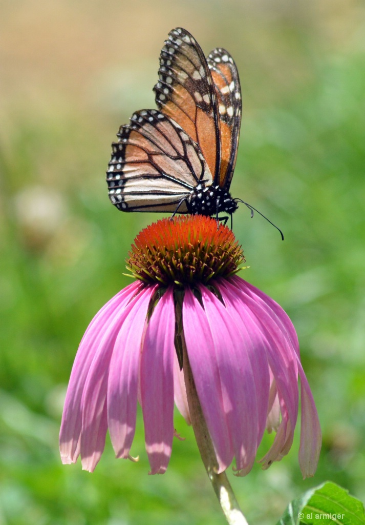 DSC 8778 Monarch Butterfly on Drooping Flower.
