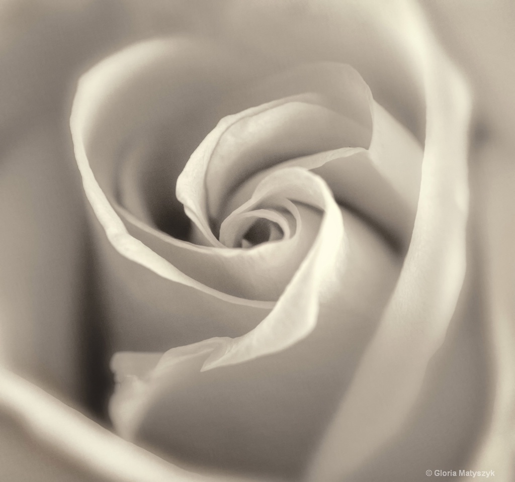 Rose in B&W - ID: 15312271 © Gloria Matyszyk