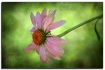 coneflower