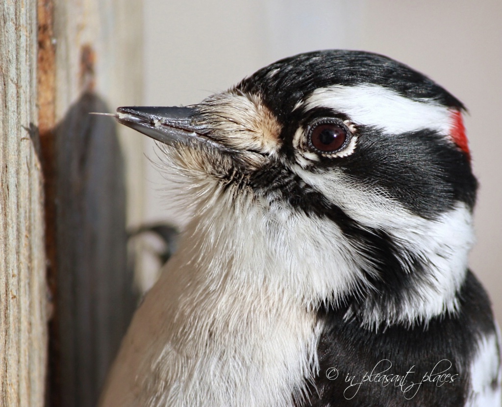 Downy Woodpecker