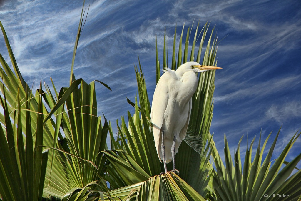 Egret