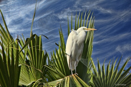 Egret