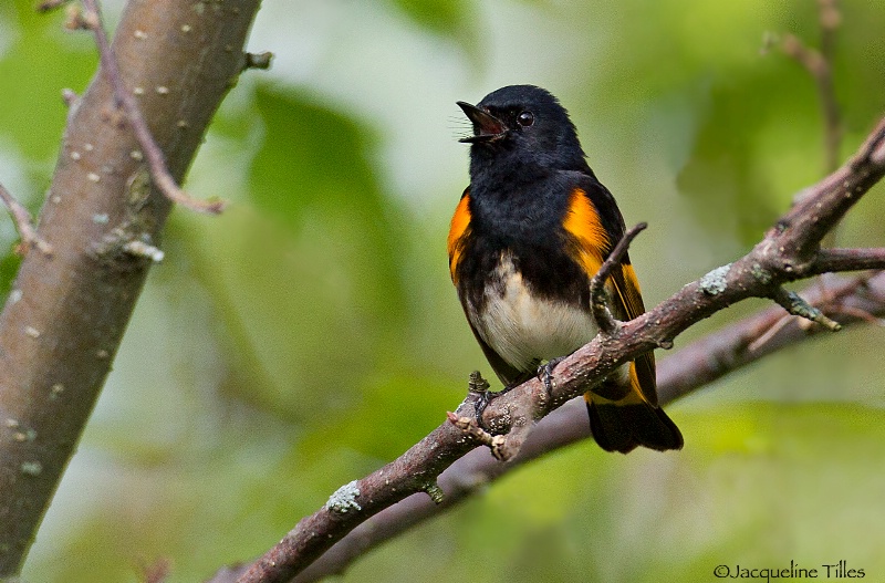 American Redstart Singing - ID: 15312451 © Jacqueline A. Tilles
