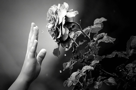Gently the Raindrops Fall