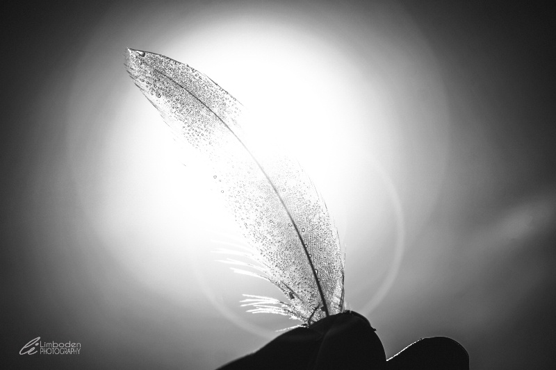 Dewy Feather