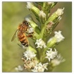 honeybee on bloom...