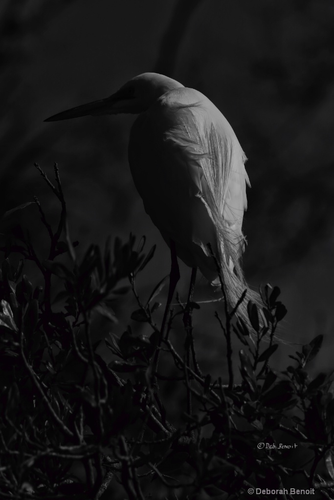 Egret In The Shadows