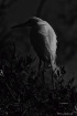 Egret In The Shad...