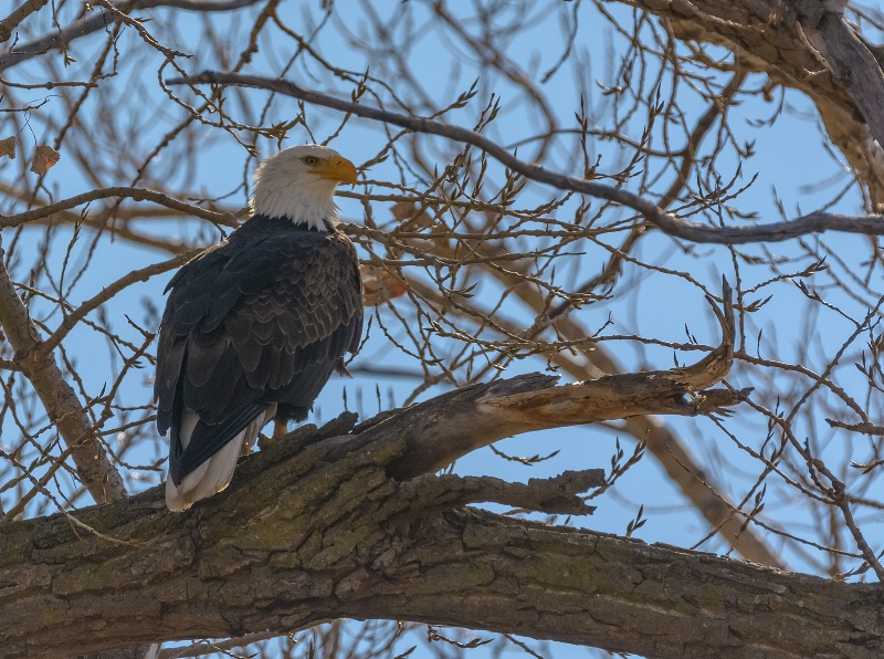 Sitting In a Tree