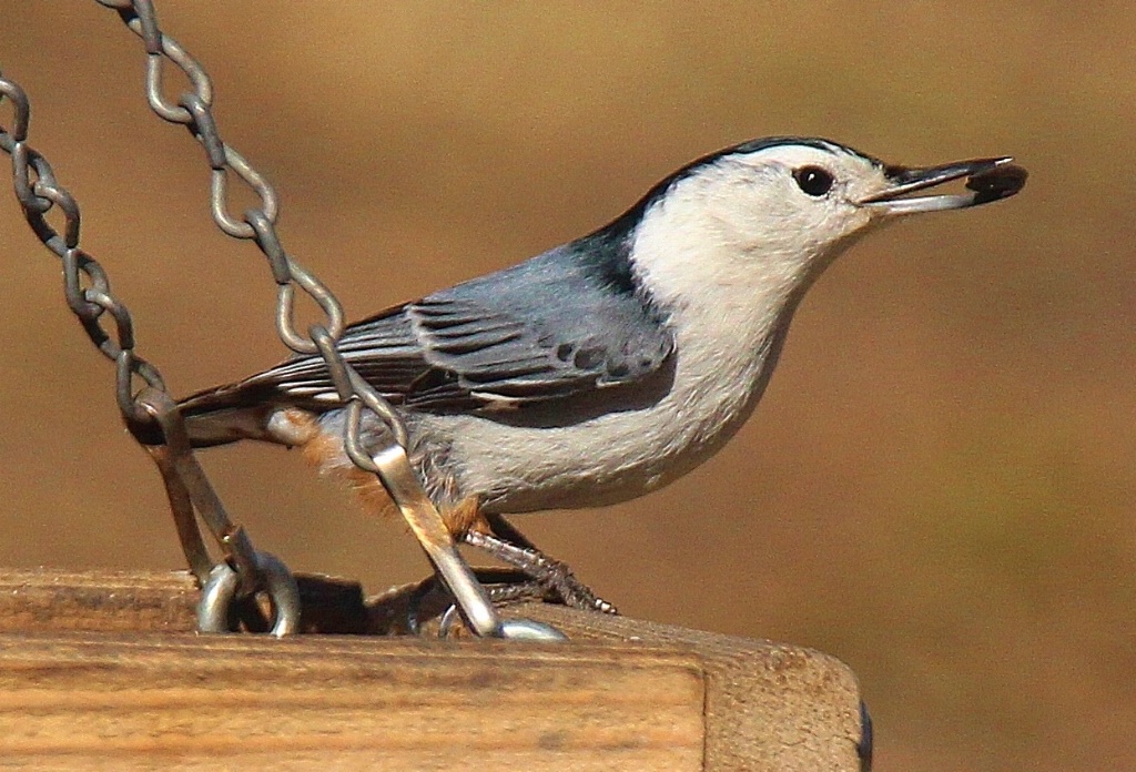 Nuthatch with seed