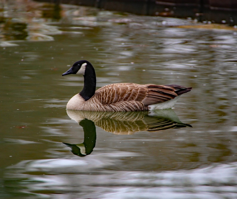 Canadian Goose