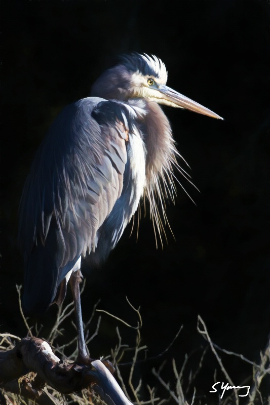 Great Blue Heron; Chincoteague, Va