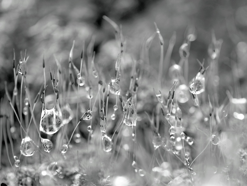 droplets