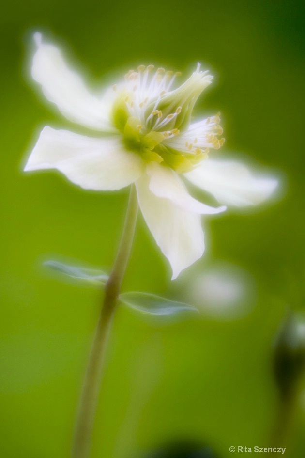 White velvet