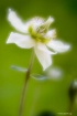 White velvet
