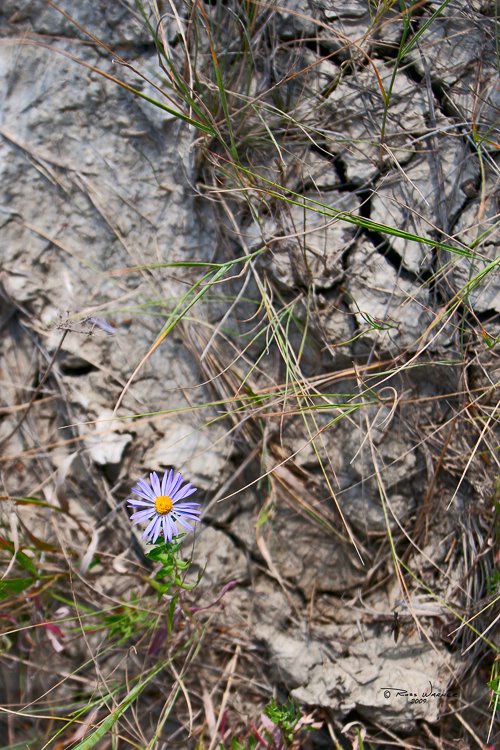 Lone Aster