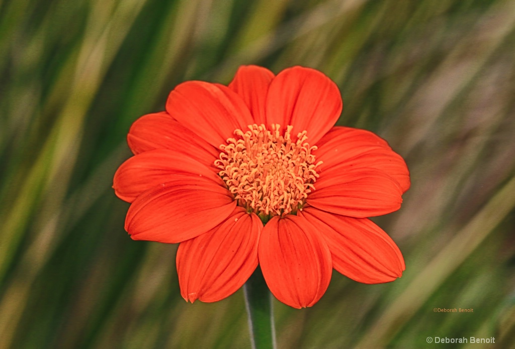 Little Orange Beauty