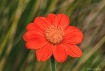 Little Orange Bea...