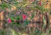 Pink Azalea Dream