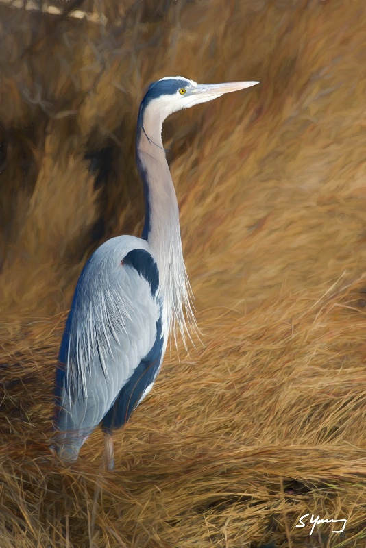 Great Blue Heron in Marsh; Chincoteague, Va
