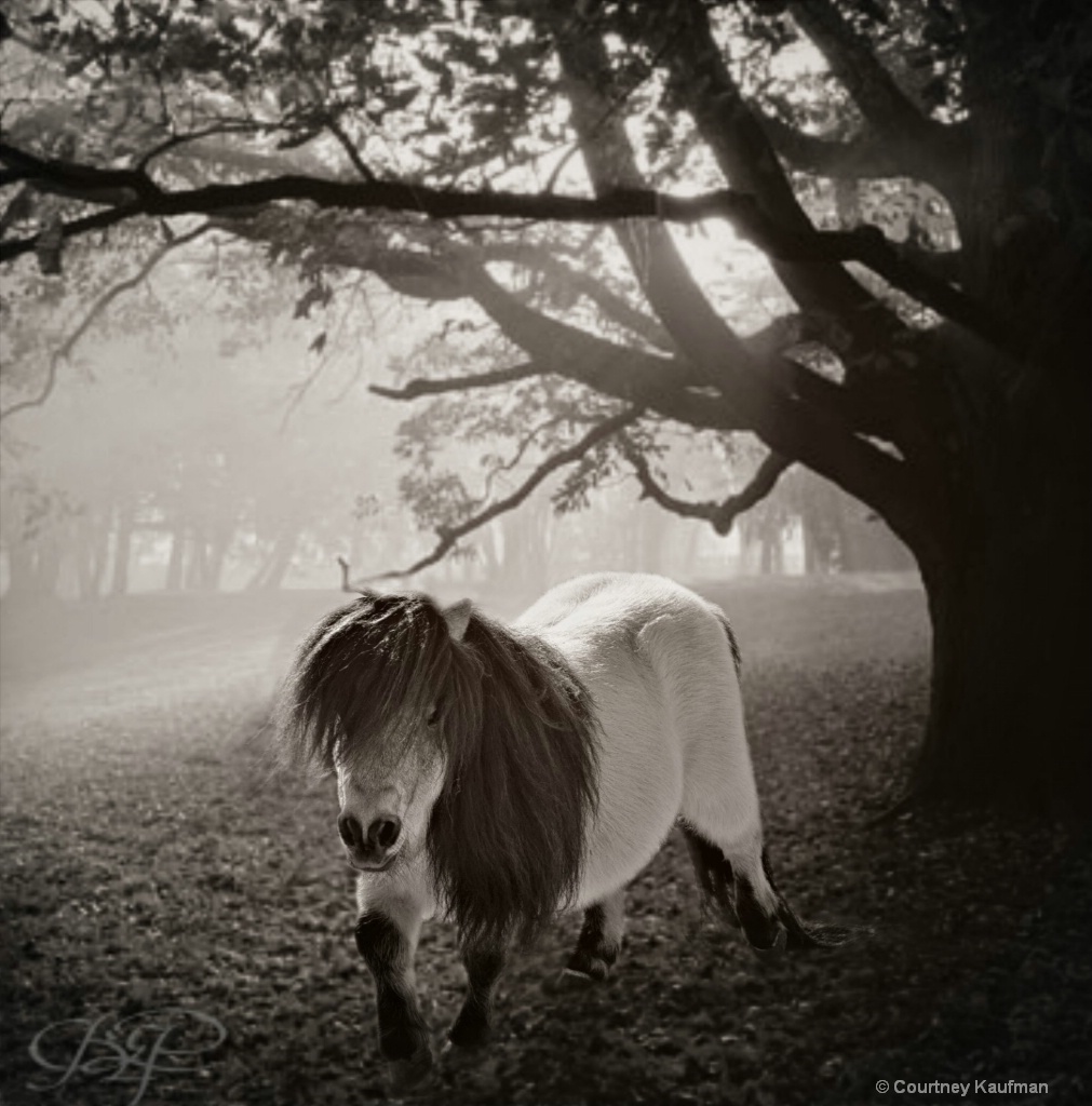 pony in the dark