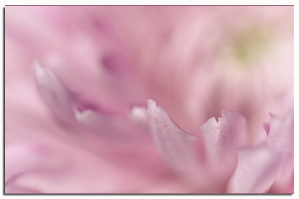 mum petals