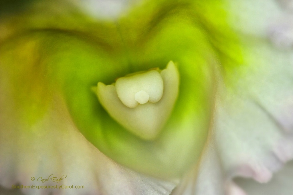 Orchid Love - ID: 15313313 © Carol Eade