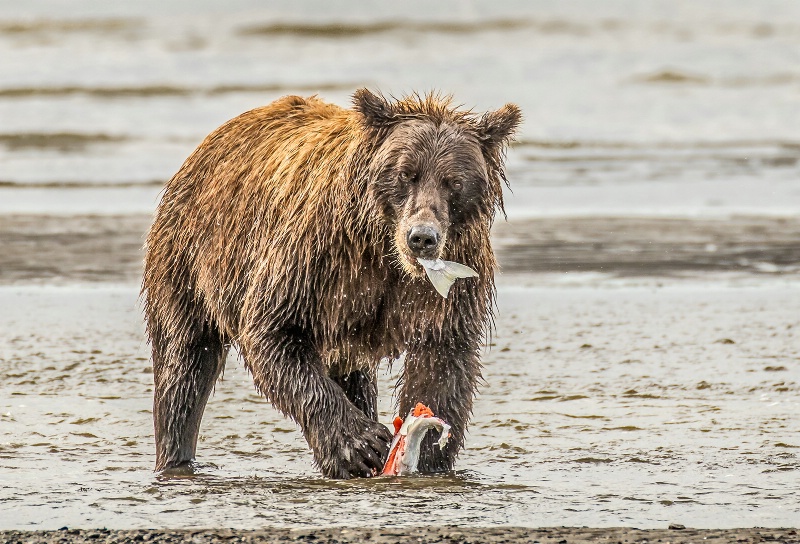 Salmon Feast  