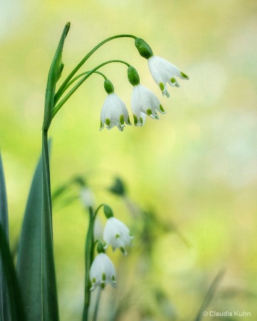 Spring Snowflake