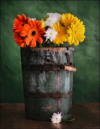 A Bucket Of Gerber Daisies