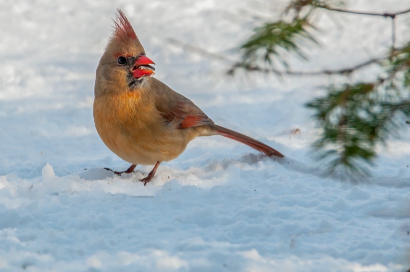 Winter Cardinal