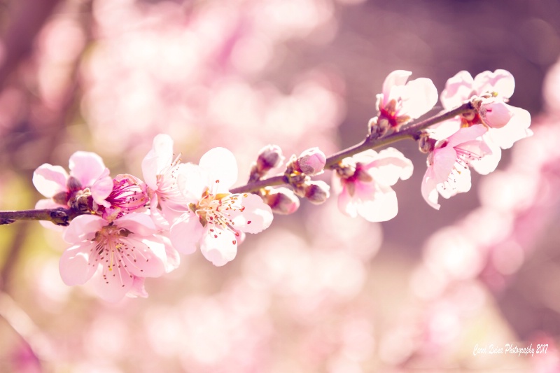 Spring Blossoms